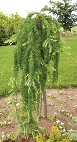 Vista 2 de 1233-Semillas de alerce llorón enano (Larix Decidua 'Pendula') de Robsrareandgiantseeds UPC0764425789161 Sin OMG, orgánico, cultivador de EE. UU.