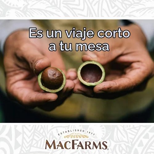 Vista 5 de Nueces de macadamia Nueces de macadamia tostadas secas de MacFarms 24 onzas (1 paquete) - Nueces tostadas premium con sal marina fresca de Hawaii
