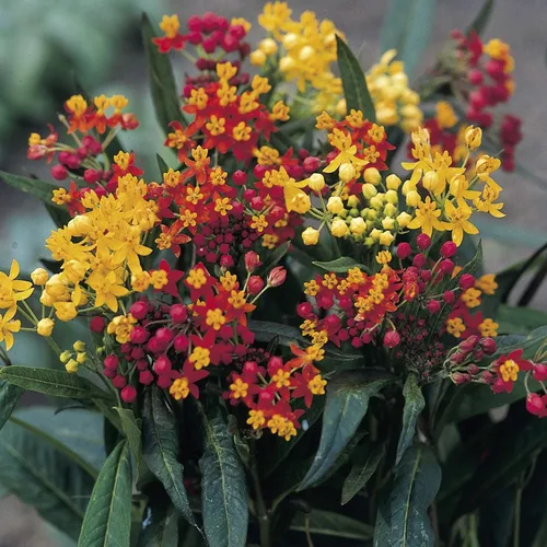 Vista 7 de Outsidepride Gay Butterflies - Semillas de algodoncillo de mariposa, 100 piezas perennes, tolerantes al calor y a la humedad, semillas de flores