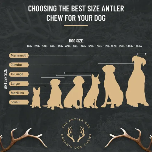 Vista 2 de The Antler Box Masticables Premium de Astas de Alce para Perros (Caja de 1 Libra) (Pequeño (7-8 Piezas) Enteras/Partidas Mezcladas)