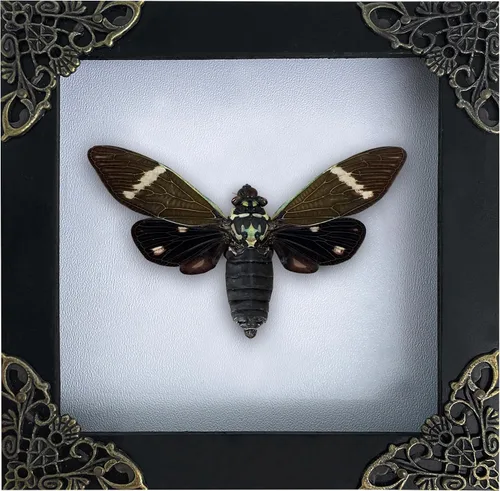 Vista 23 de 2 Real Dragonfly Specimens Shadow Box Framed Insect Display Oddities Curiosities Entomology Collection Natural History Wall Decor Gift for Nature