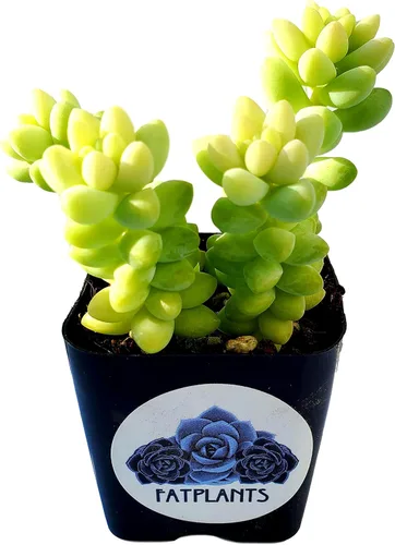 Vista 3 de Fat Plants - Colección de suculentas colgantes