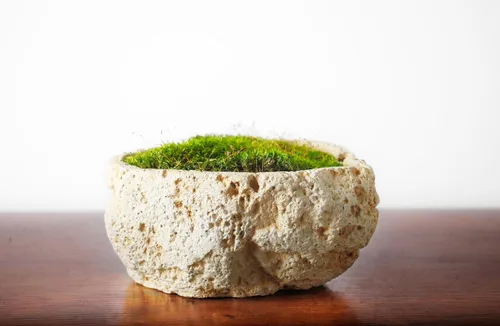 Vista 5 de SuperMoss - Musgo decorativo preservado., Verde fresco