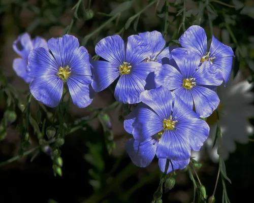 Vista 3 de Linda flor de jardín azul de lino por Seed Kingdom Bulk Wholesale Semillas de 1 libra
