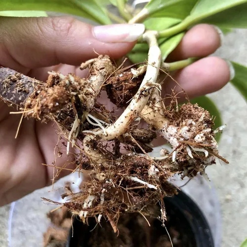Vista 6 de Mezcla de tierra para macetas Noot para plantas de interior y de casa – 1 galón – Orquídea, suculenta, cactus, aroid, planta de casa, Monstera