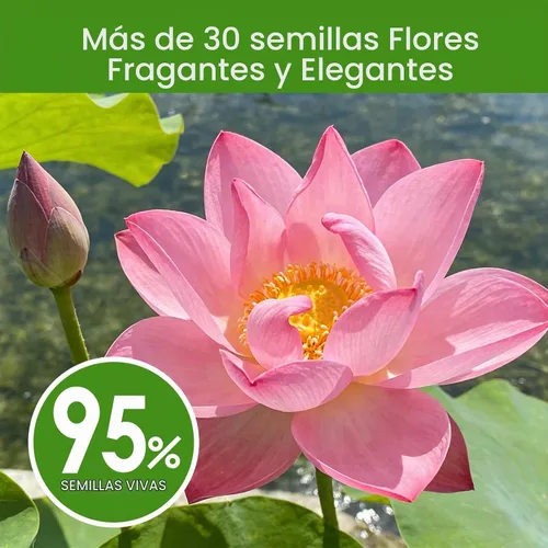 Vista 5 de 30 semillas de loto para plantar en agua – Semillas de loto de colores mixtos, plantas de estanque vivo, semillas de lirio de agua para bonsái