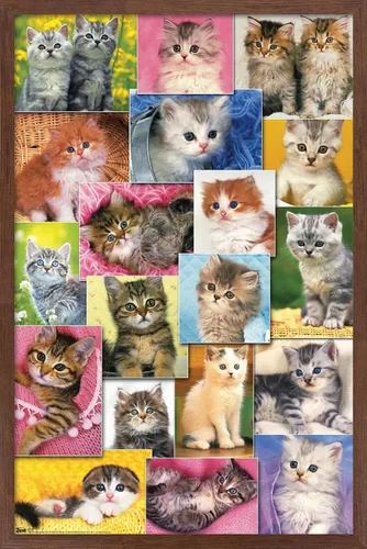 Vista 10 de Trends International Keith Kimberlin - Póster de pared de collage de gatitos, 14.725 x 22.375 pulgadas, versión enmarcada de madera de granero
