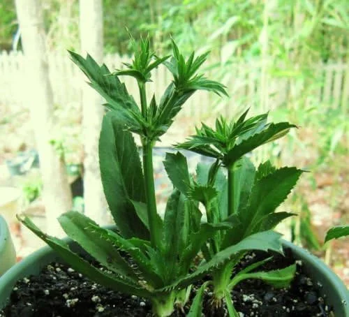Vista 2 de Culantro Hierba Eryngium foetidum recao Comestible Cocina Latina Especias Semillas 200 Semillas
