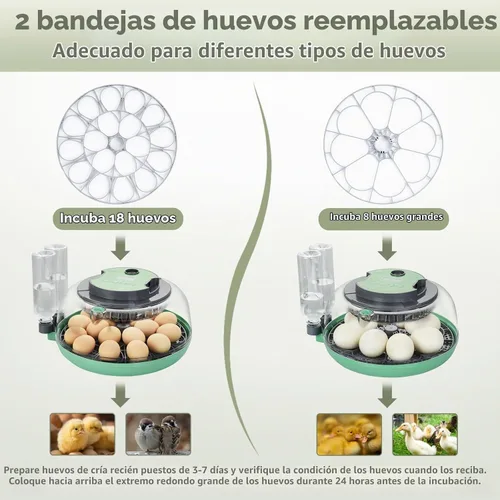 Vista 2 de Incubadora de 18 huevos con giro automático de huevos para incubar pollo codorniz pato