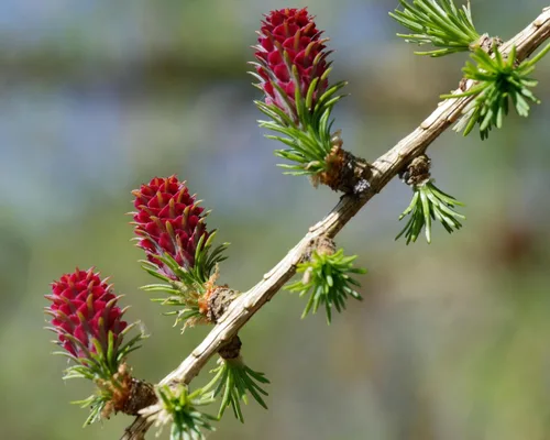 Vista 8 de 25 semillas europeas de alerce pino perenne Larix Decidua