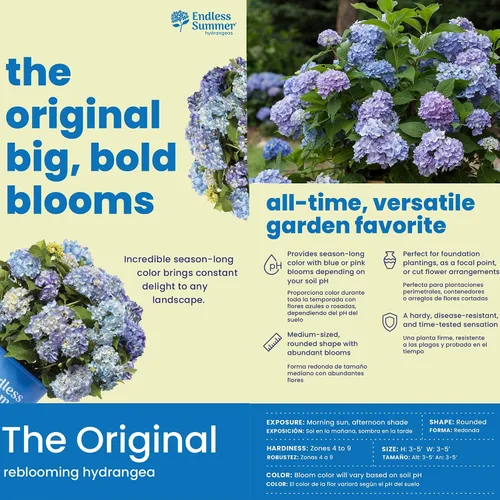 Vista 7 de Endless Summer Hortensia Original, 1 galón