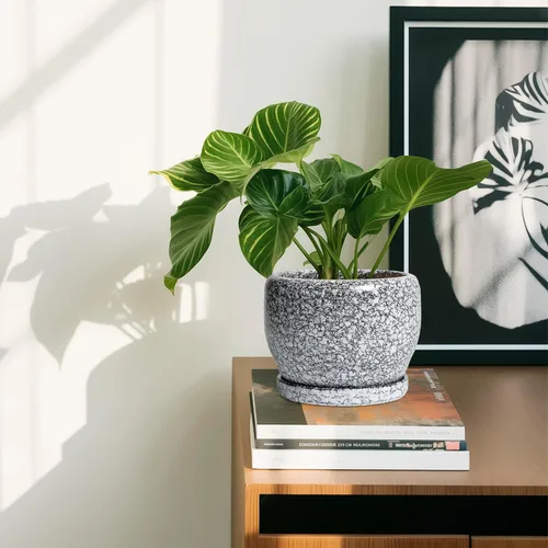 Vista 6 de SQOWL Maceta de cerámica para plantas - Maceta de cerámica de 6 pulgadas para interiores y exteriores, maceta decorativa para plantas con orificio