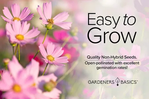 Vista 3 de Cosmos Seeds para plantar flores (mezcla de sensación) - Semillas de flores cosmo rosadas, polinizadas abiertas, sin OMG, ideales para jardines