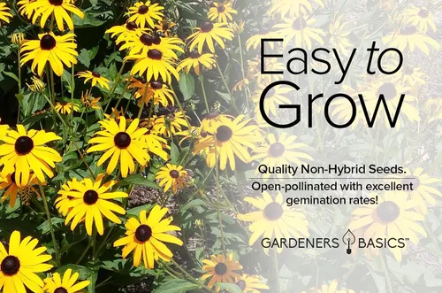 Vista 4 de Gardeners Basics, Black Eyed Susan Seeds para plantar, semillas de flores Rudbeckia Hirta para jardines de flores cortadas, hermosas flores