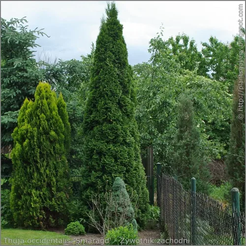 Vista 5 de 10 árboles Arborvitae Thuja verdes gigantes de 8–12 pulgadas de altura