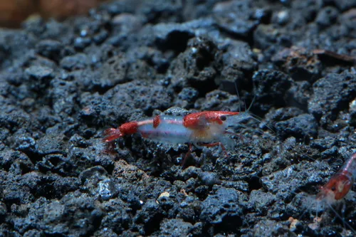 Vista 9 de Camarones vivos de acuario de agua dulce - Neocaridina (Bloody Mary, 5 unidades)