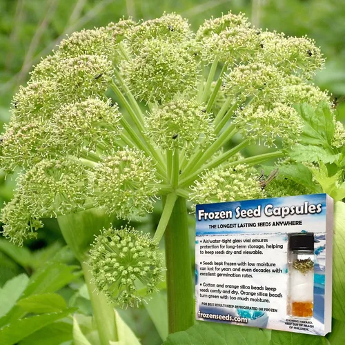 Vista 4 de Angelica (Angelica archangelica) - Cultiva ahora o almacena para futuras plantaciones - Cápsula de 30 semillas