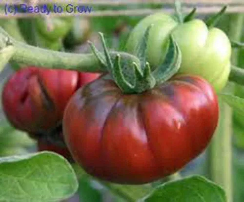 Vista 2 de Tomate, negro de TULA, reliquia, 100 semillas, tomate negro más grande - sabroso