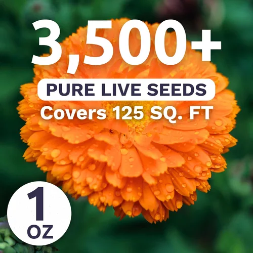 Vista 3 de Bolas de caléndula naranja - Paquete grande de 1 onza - 3,500 semillas de flores para plantar - Calendula officinalis