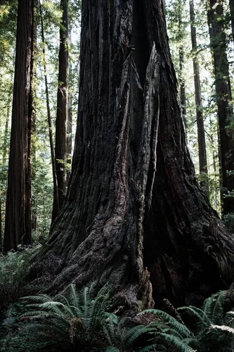 Vista 5 de Coast Redwood Plántula de árboles pequeños The Jonsteen Company
