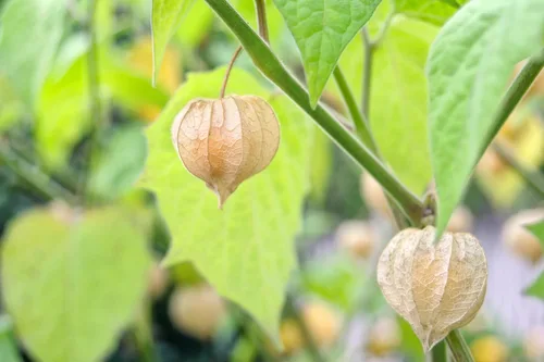 Vista 2 de Ground Cherry Aunt Molly's 50 Seeds