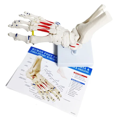 Vista 7 de Modelo de esqueleto de pie en elástico, con muñón tibia-peroné ensartado elástico inserciones musculares y orígenes, molde natural para una