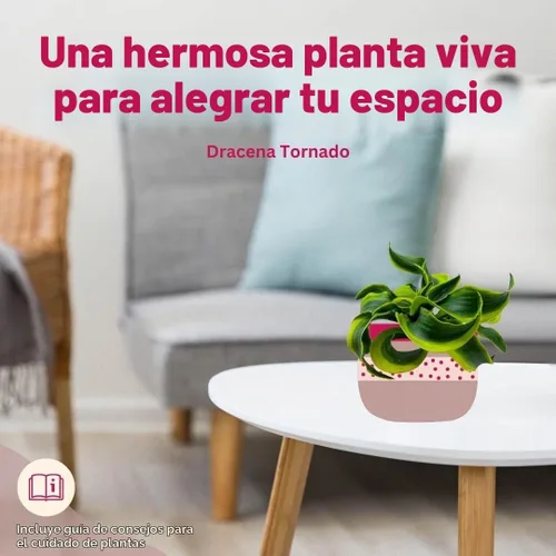 Vista 4 de BubbleBlooms Dracaena Tornado - Planta de interior rara Fragrans Twisted de 4 pulgadas