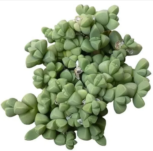 Vista 9 de Dancing Bones Hatiora Salicornioides 2 pulgadas + maceta de arcilla – Suculenta saludable, rara e inusual, planta viva de fácil cuidado, totalmente