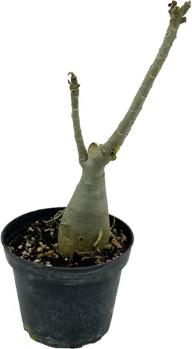 Vista 4 de ragnaroc Suculentas vivas – Rosa del desierto Adenium Obesum 15-25 cm de altura en maceta de 10 cm - 1 unidad - El color al florecer puede ser rosa