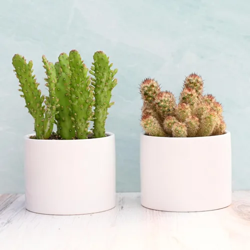 Vista 4 de Suculentas vivas en macetas - Plantas suculentas vivas en macetas (colección Echeveria)
