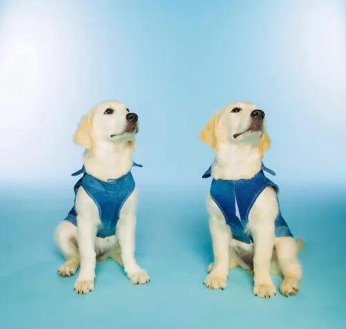 Vista 4 de Dolly Doggy Parton - Chaqueta de mezclilla azul con cuello para perros, ropa para perros