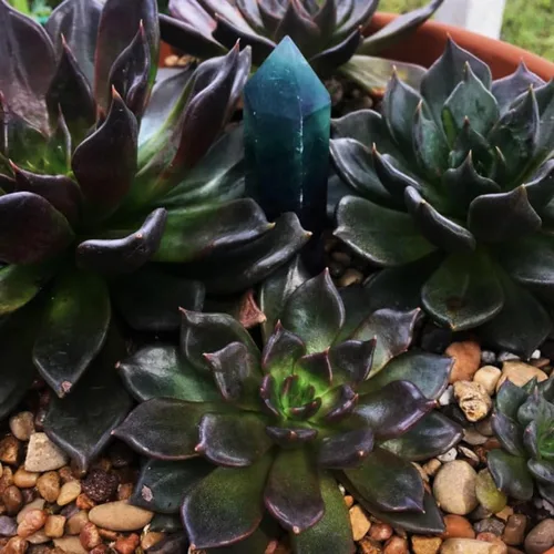 Vista 6 de Echeveria Suculents - Plantas vivas para cultivar, suculentas de Echeveria vivas, plantas de Echeveria vivas, suculentas de Echeveria vivas, maceta