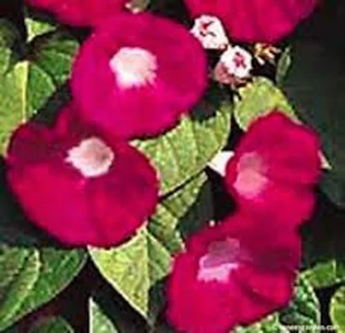Vista 2 de Scarlet O 'Hara Morning Glory 100 + semillas orgánico, Beautiful temporada de largo Florece