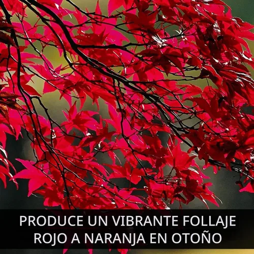 Vista 6 de Paquete de 3 arces rojos (Acer rubrum) – Árboles de sombra resistentes vivos, follaje rojo vibrante, árboles paisajísticos de rápido crecimiento
