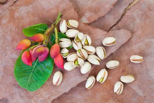 Vista 2 de 6 semillas de pistacho para plantar - Pistacia Vera