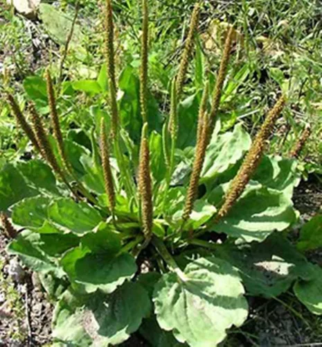 Vista 3 de 500 Semillas de Plátano de Hoja Ancha Plantago major Planta de Hierbas Orgánicas Semillas Ma De Semillas