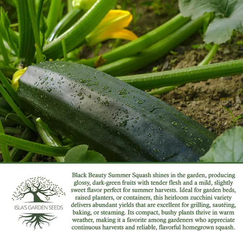 Vista 6 de Isla's Garden Seeds - Semillas de calabaza verde de verano Black Beauty para plantar - Más de 25 semillas tradicionales por paquete, sin OMG, nombre