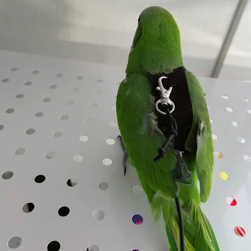 Vista 4 de Chaleco de arnés de vuelo de pájaros, traje de vuelo de loro con correa para periquitos, cacatúas, conures budgies, ropa de vuelo de pájaros
