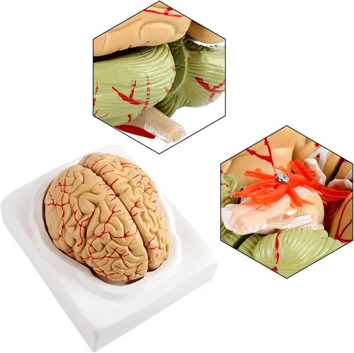 Vista 6 de Modelo de cerebro humano de anatomía 1:1 Modelo de cerebro anatómico Tamaño de la vida 8 piezas Modelo de anatomía para exhibición de enseñanza