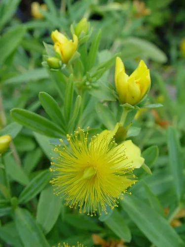 Vista 2 de Hypericum frondosum 'Sunburst' (Hierba de San Juan) Arbusto, flores amarillas, #3 - Tamaño Contenedor