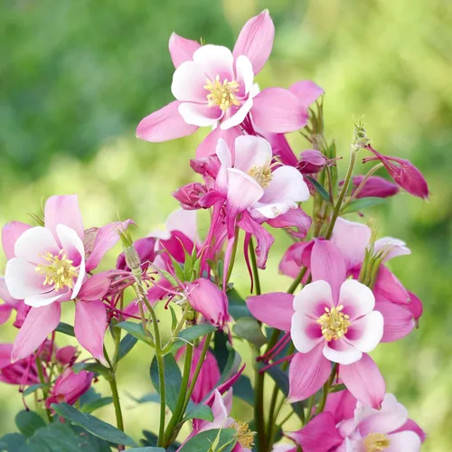 Vista 11 de Eden Brothers Semillas de Columbine - Barlow Mix
