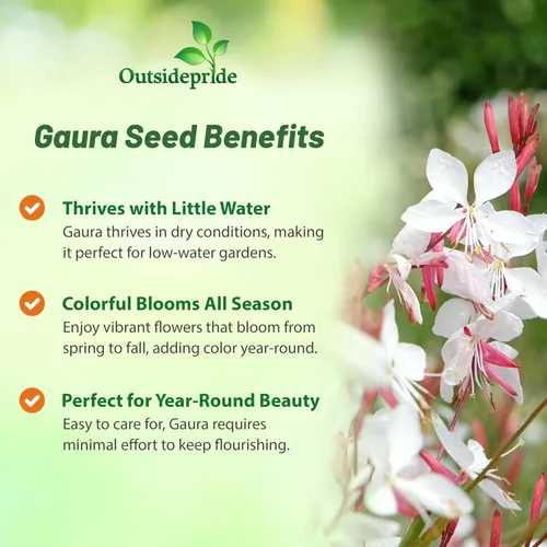 Vista 3 de Outsidepride Gaura Seeds - 200 unidades. Semillas perennes, tolerantes a la sequía y de bajo mantenimiento, semillas de flores para plantar fáciles