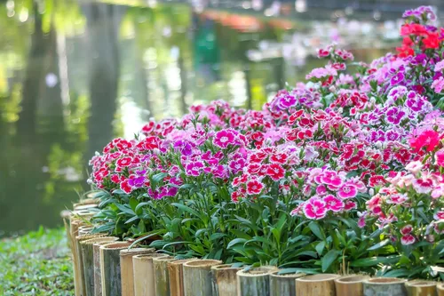 Vista 2 de 500 Pinks chinos mezclados China Rainbow Pink Dianthus Chinensis Semillas de flores bicolor