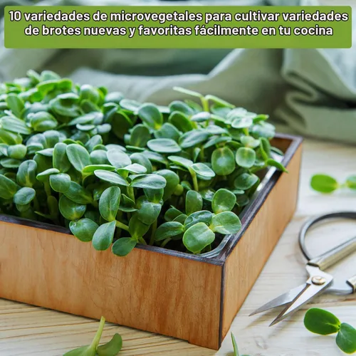 Vista 4 de Sow Right Seeds - Gran colección de semillas de microgreens para plantar