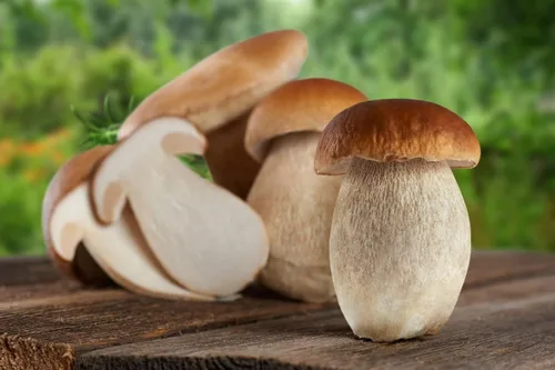 Vista 5 de Semillas Porcini Setas Esporas - Heirloom - Libre de OGM