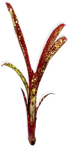 Vista 2 de ragnaroc Plantas vivas – Bromelia Billbergia Casa Blanca de raíz desnuda, gigante 20-30 cm - 1 unidad - Llegada viva garantizada - Plantas