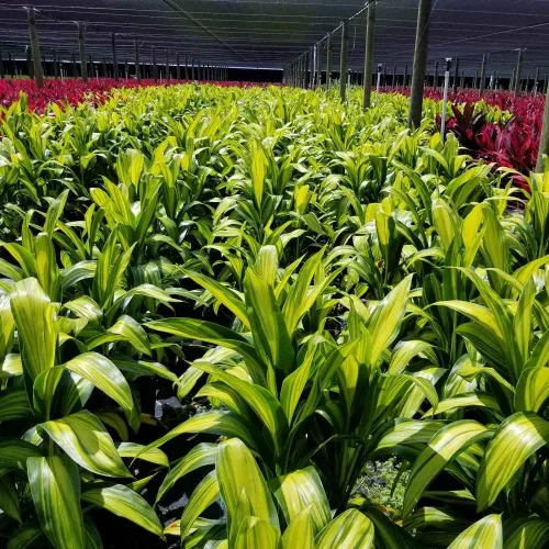 Vista 3 de TRONCOS DE PLANTA HAWAIIANA TI 1 ROJO 1 VERDE ~ CRECIR HAWAII
