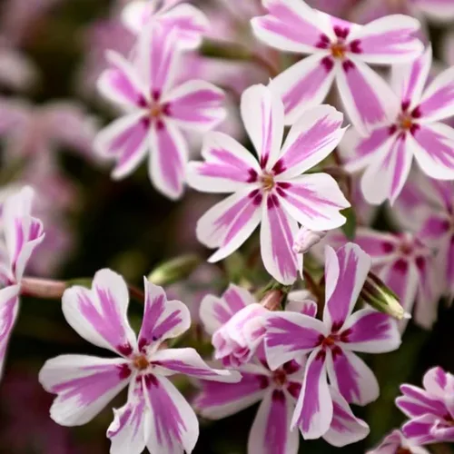 Vista 6 de Phlox rastrero rosa y blanco, planta viva de Phlox, bien enraizada, cubierta de suelo perenne rastrera