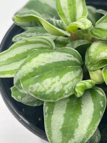 Vista 8 de BubbleBlooms Peperomia Mini Sandía, 4 pulgadas de diámetro