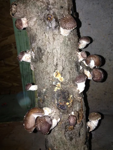 Vista 2 de Shiitake Mushroom Fatboy Log 25" Enjoy Edible Amazing Hongos Cultiva el tuyo